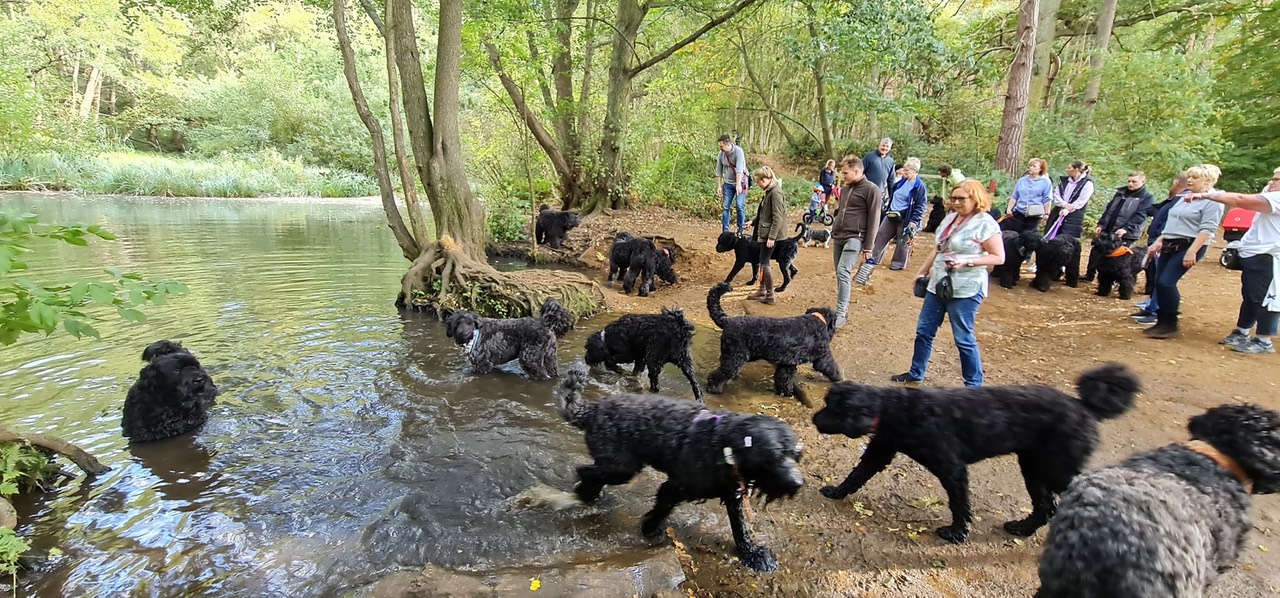 Pack Walk Oct 2022 - 17