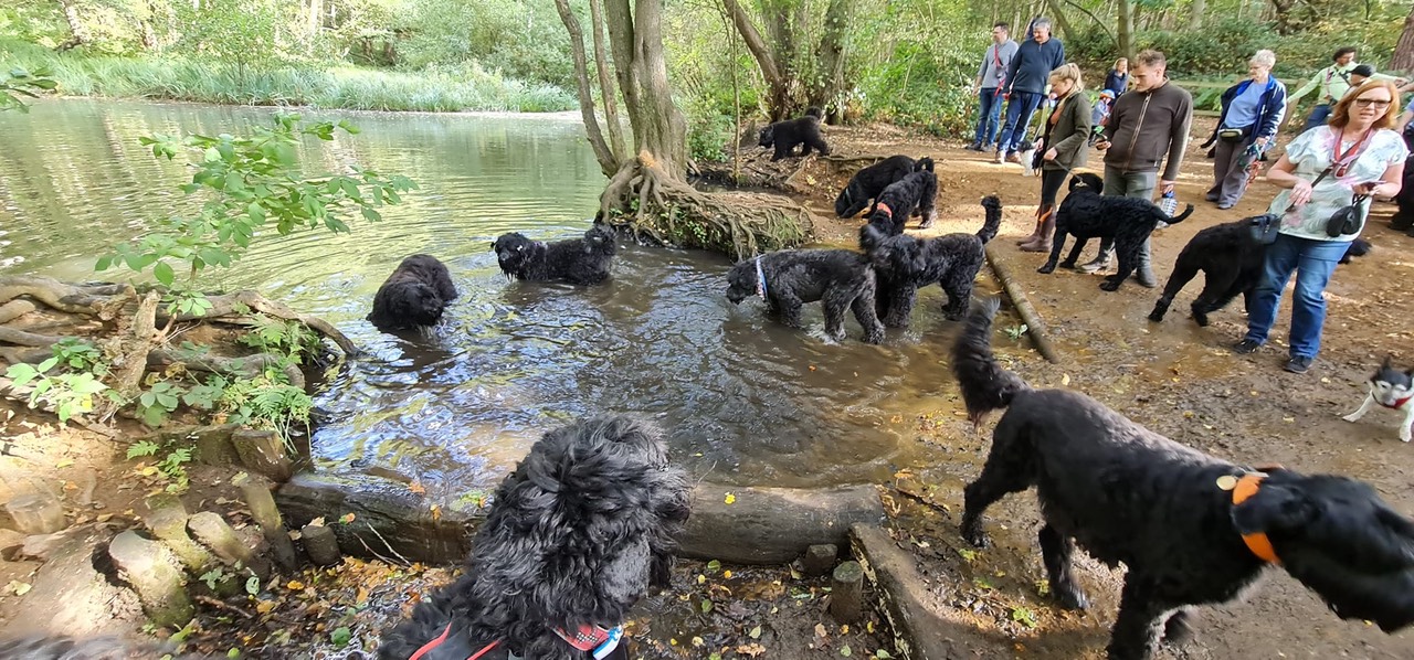 Pack Walk Oct 2022 - 19